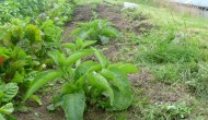 Getting ready for comfrey.